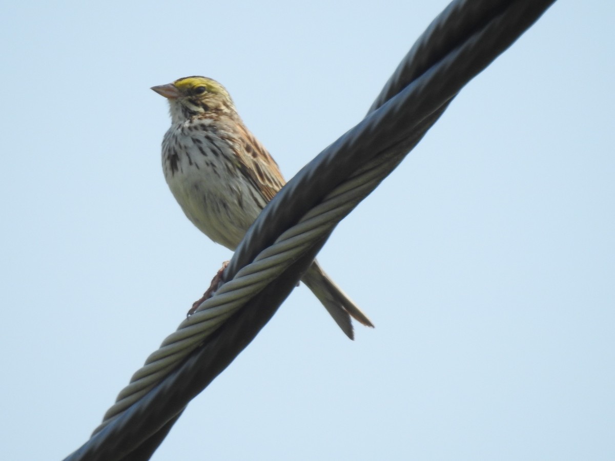 Savannah Sparrow - ML637121320