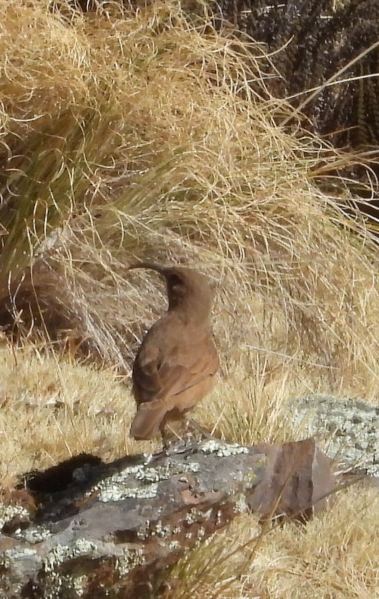 Buff-breasted Earthcreeper - ML637121338