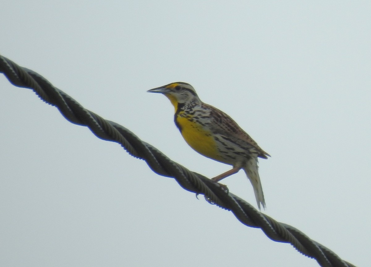 Eastern Meadowlark - ML637121343
