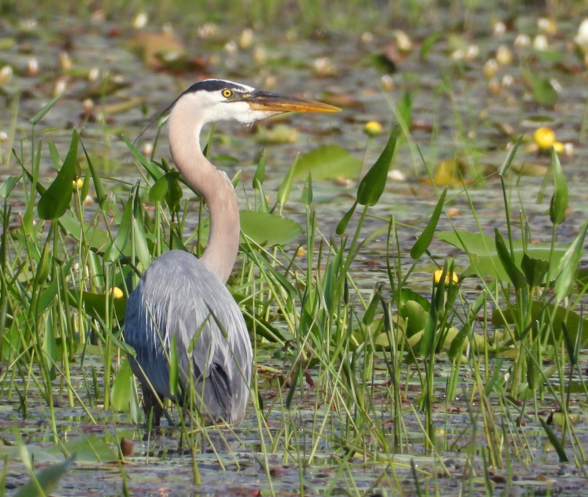 Great Blue Heron - ML637121350