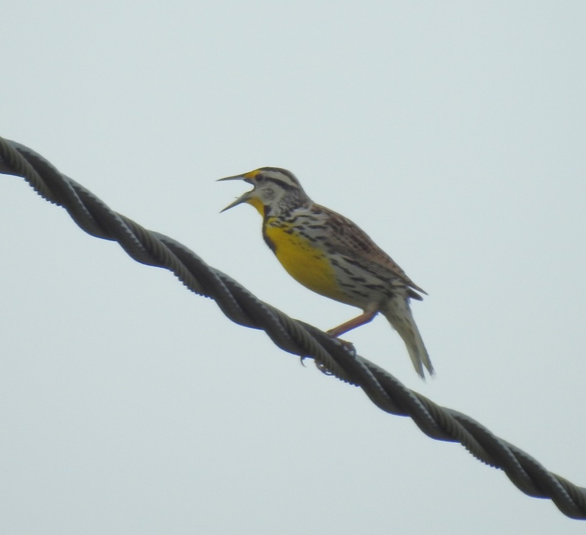 Eastern Meadowlark - ML637121354
