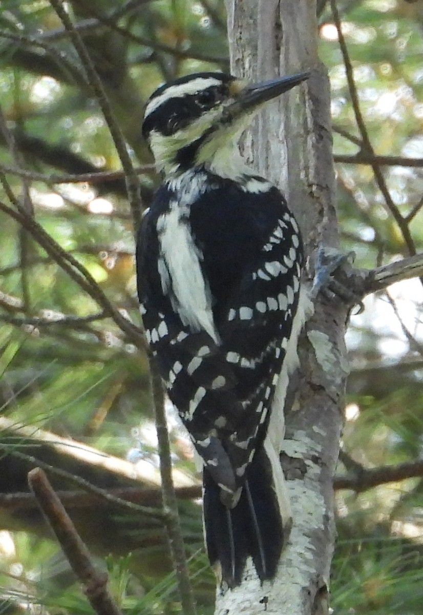 Hairy Woodpecker - ML637121358