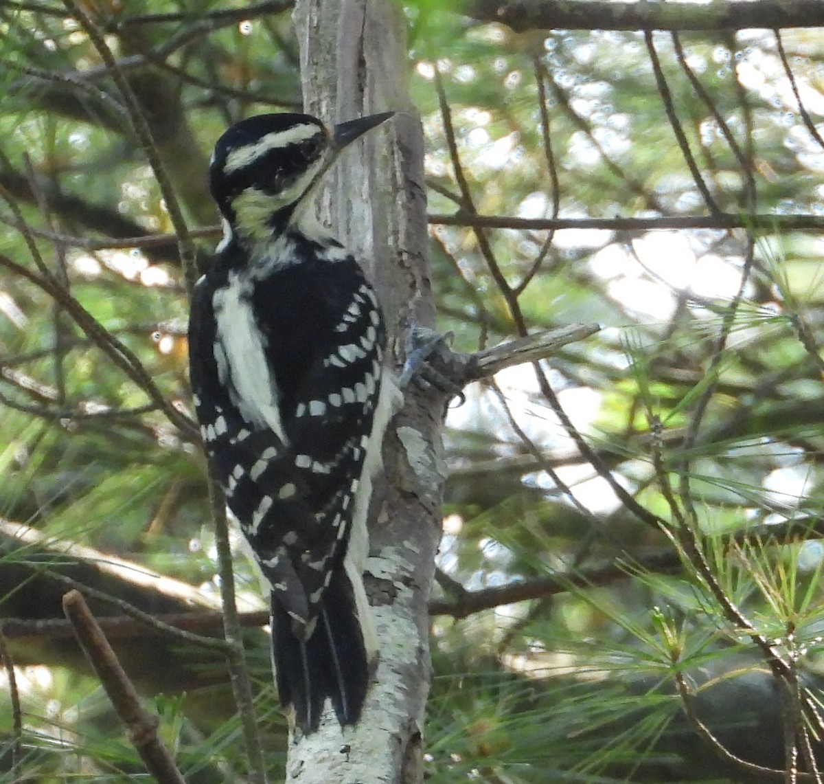 Hairy Woodpecker - ML637121359