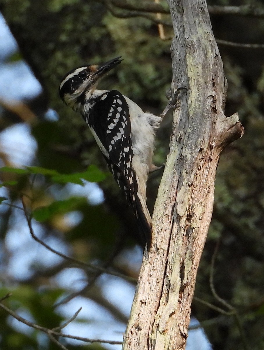 Hairy Woodpecker - ML637121360