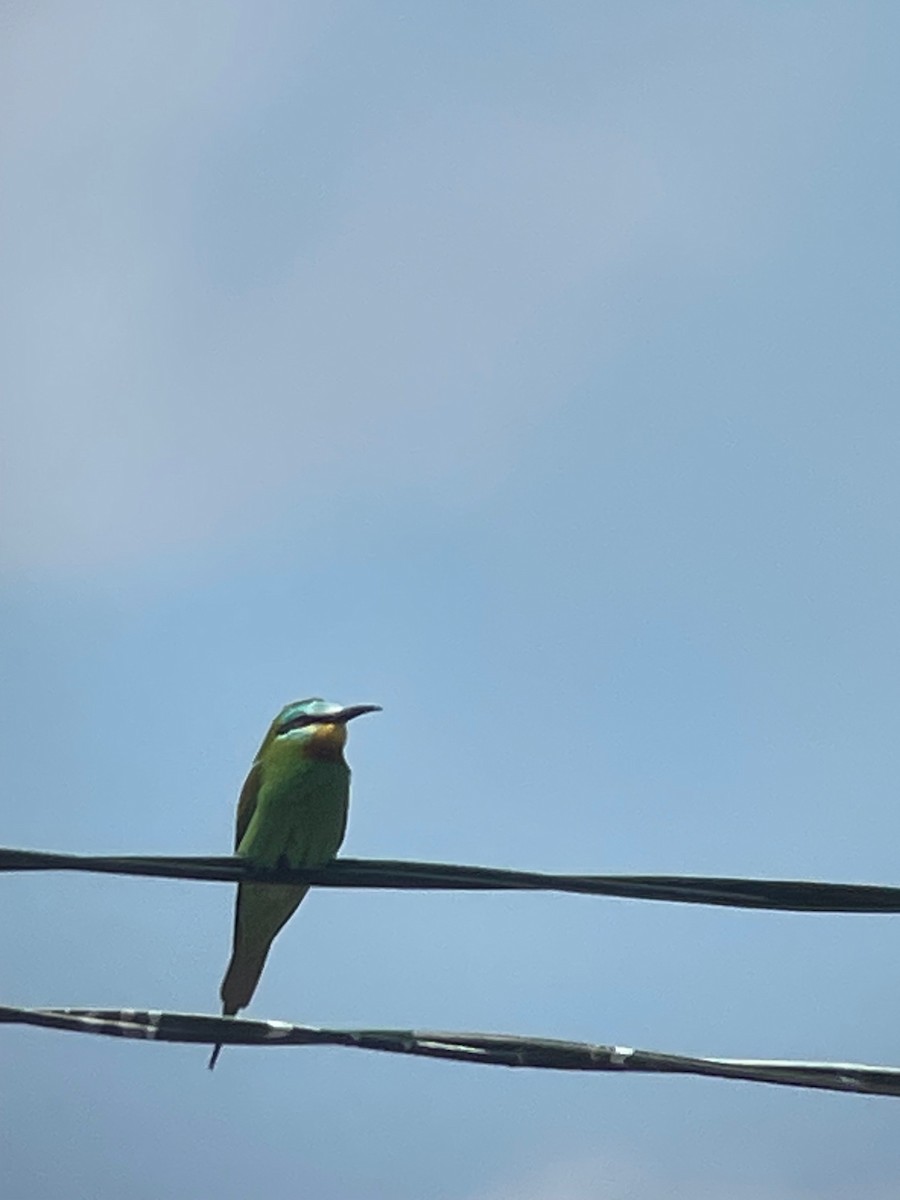 Erle-txori papargorria - ML637121369