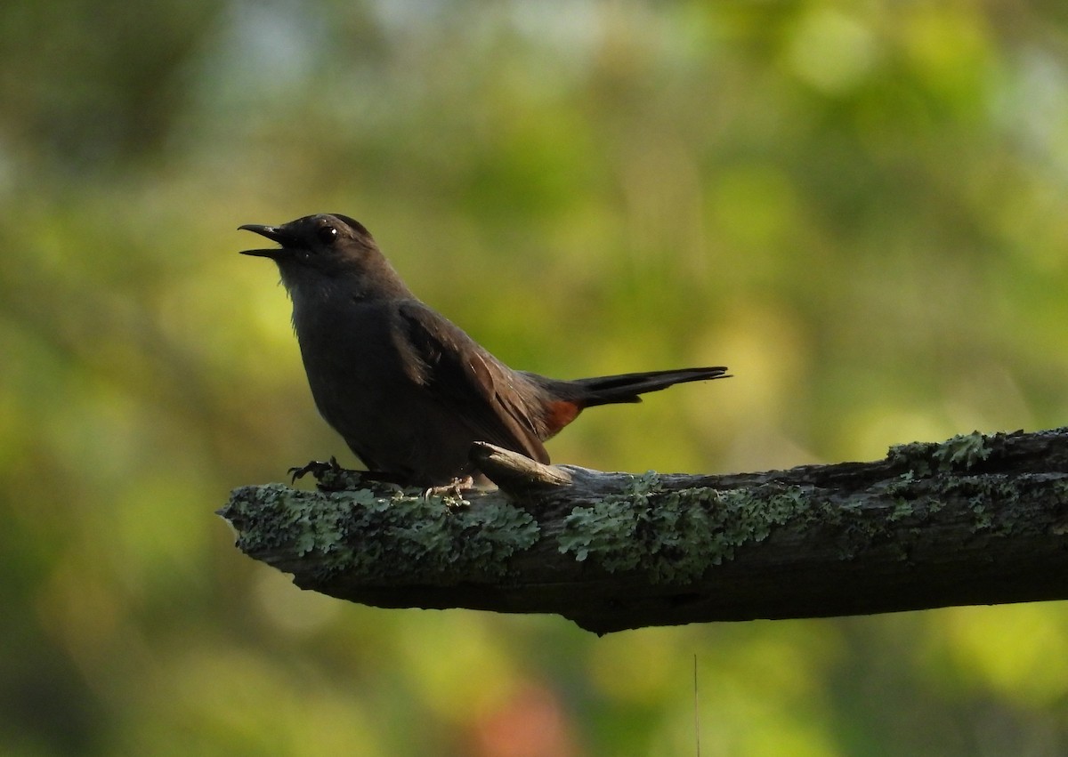 Gray Catbird - ML637121391