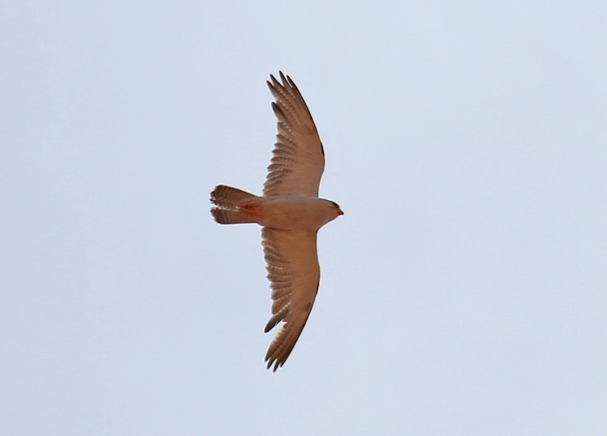 Gray Falcon - ML637121392