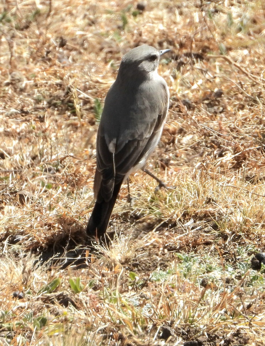 Cinereous Ground-Tyrant - ML637121404