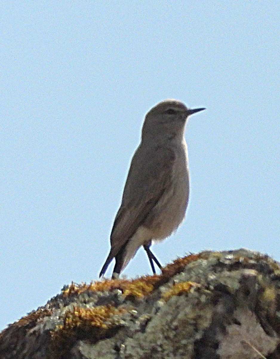 Cinereous Ground-Tyrant - ML637121405
