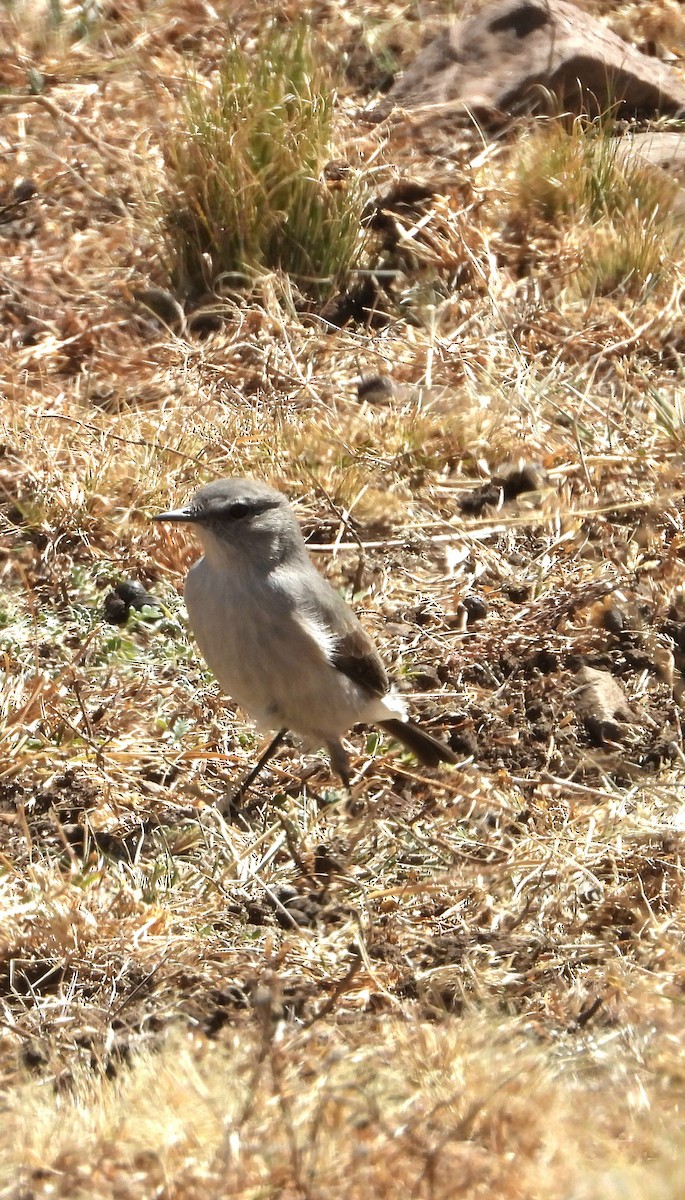 Cinereous Ground-Tyrant - ML637121406