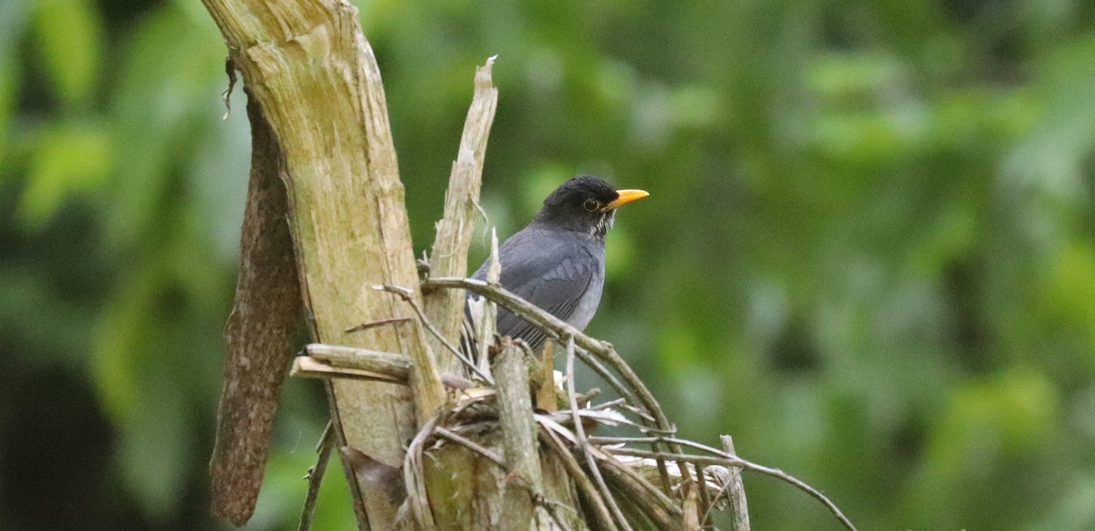Andean Slaty Thrush - ML637121549