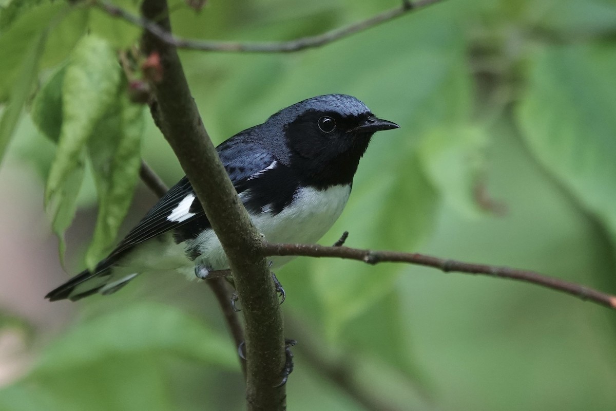 Black-throated Blue Warbler - ML637121656
