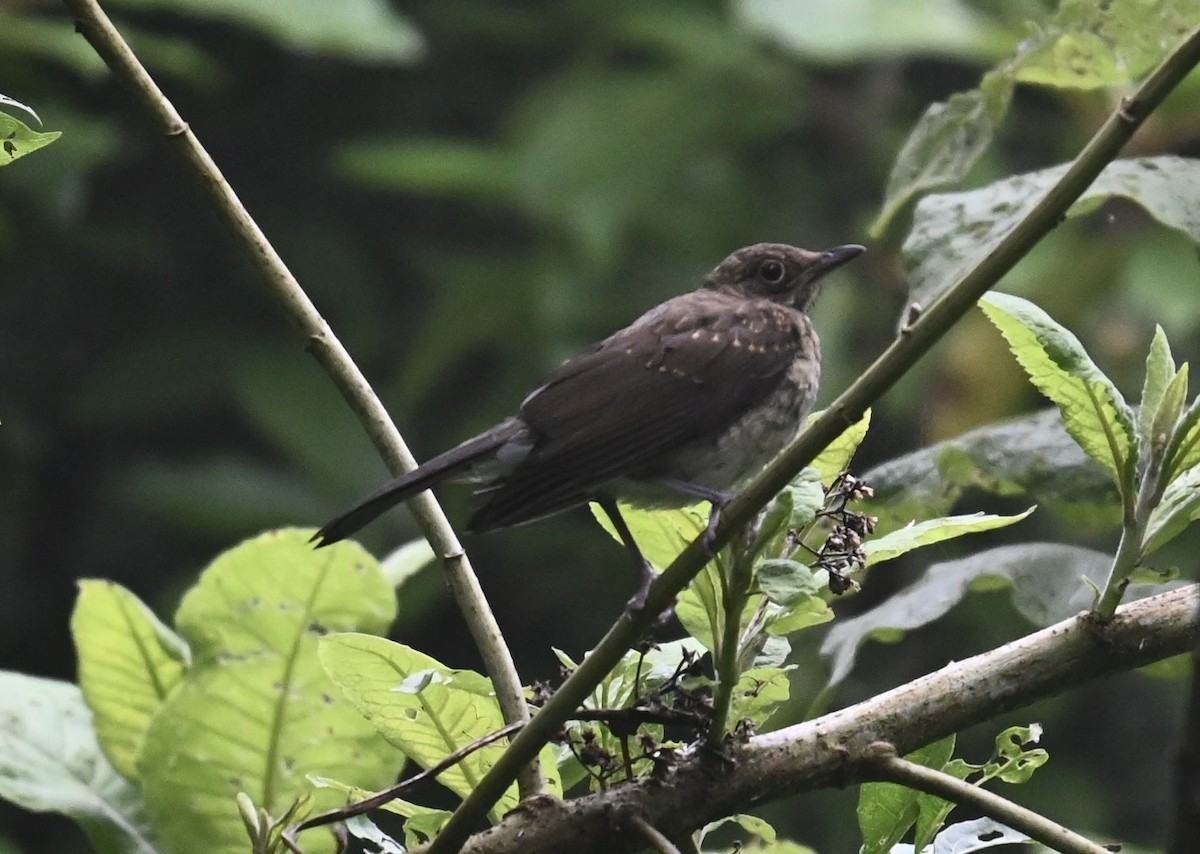 White-throated Thrush - ML637121774