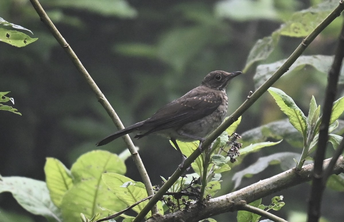 White-throated Thrush - ML637121775