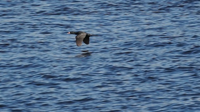 Cormoran africain - ML637121783