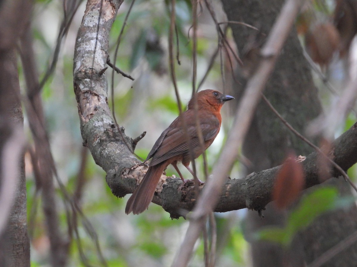 Red-throated Ant-Tanager - ML637121853