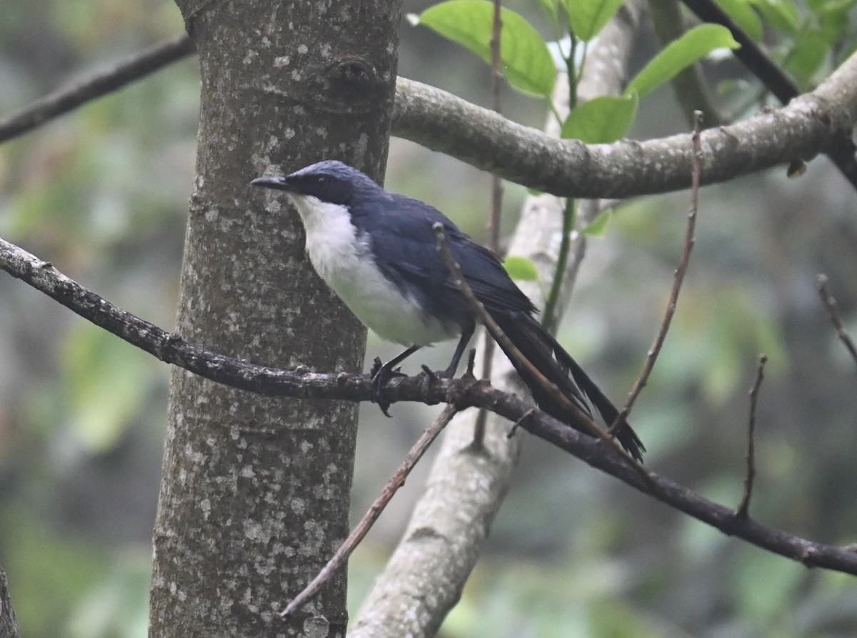 Blue-and-white Mockingbird - ML637121918