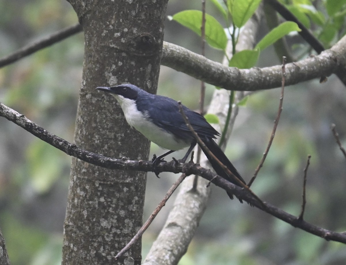Blue-and-white Mockingbird - ML637121919