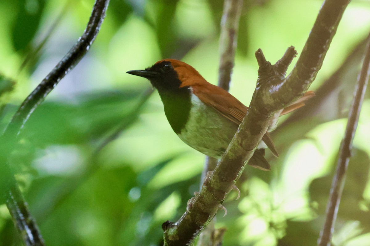 Okinawa Robin - ML637121970