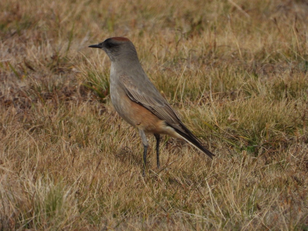 Cinnamon-bellied Ground-Tyrant - ML637121984