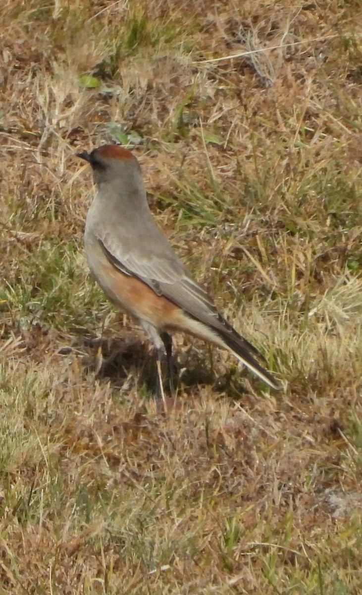 Cinnamon-bellied Ground-Tyrant - ML637121986