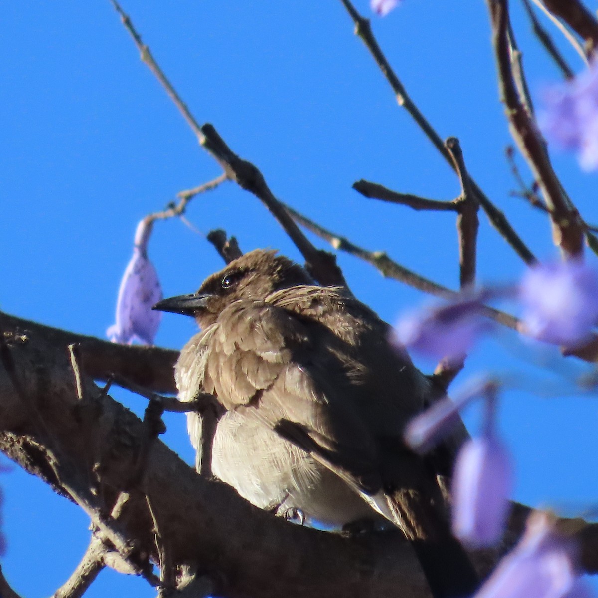 Common Bulbul - ML637122067