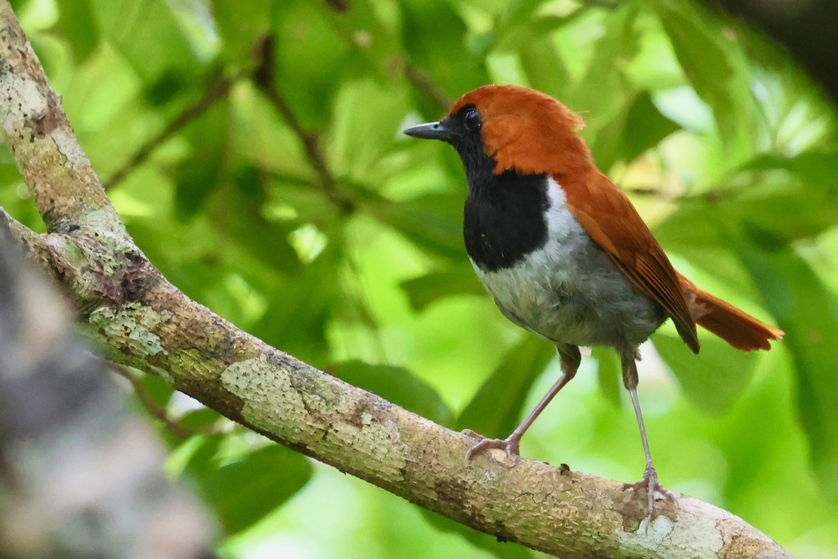 Okinawa Robin - ML637122104