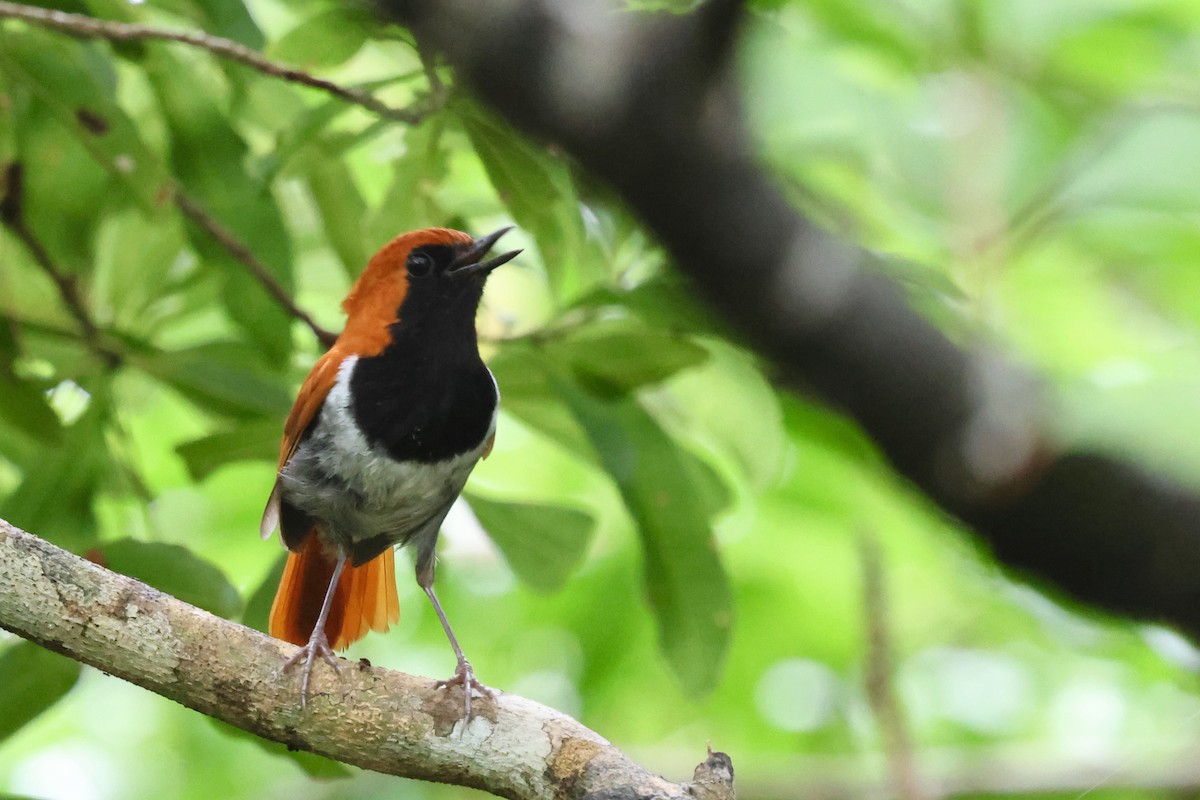 Okinawa Robin - ML637122105