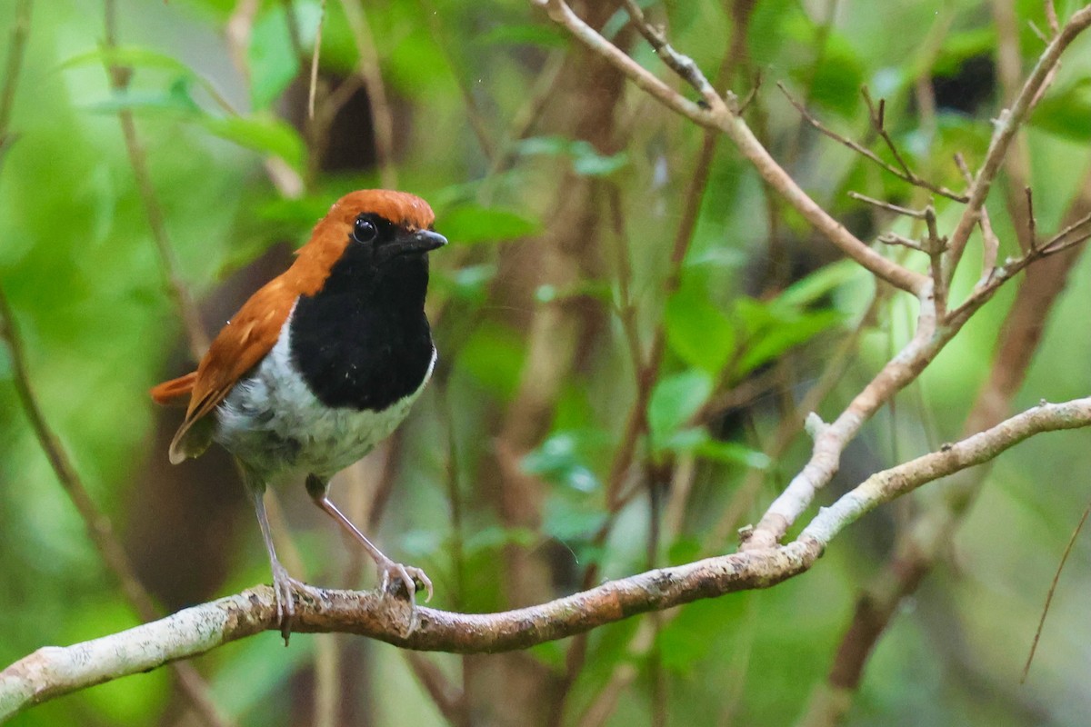 Okinawa Robin - ML637122106