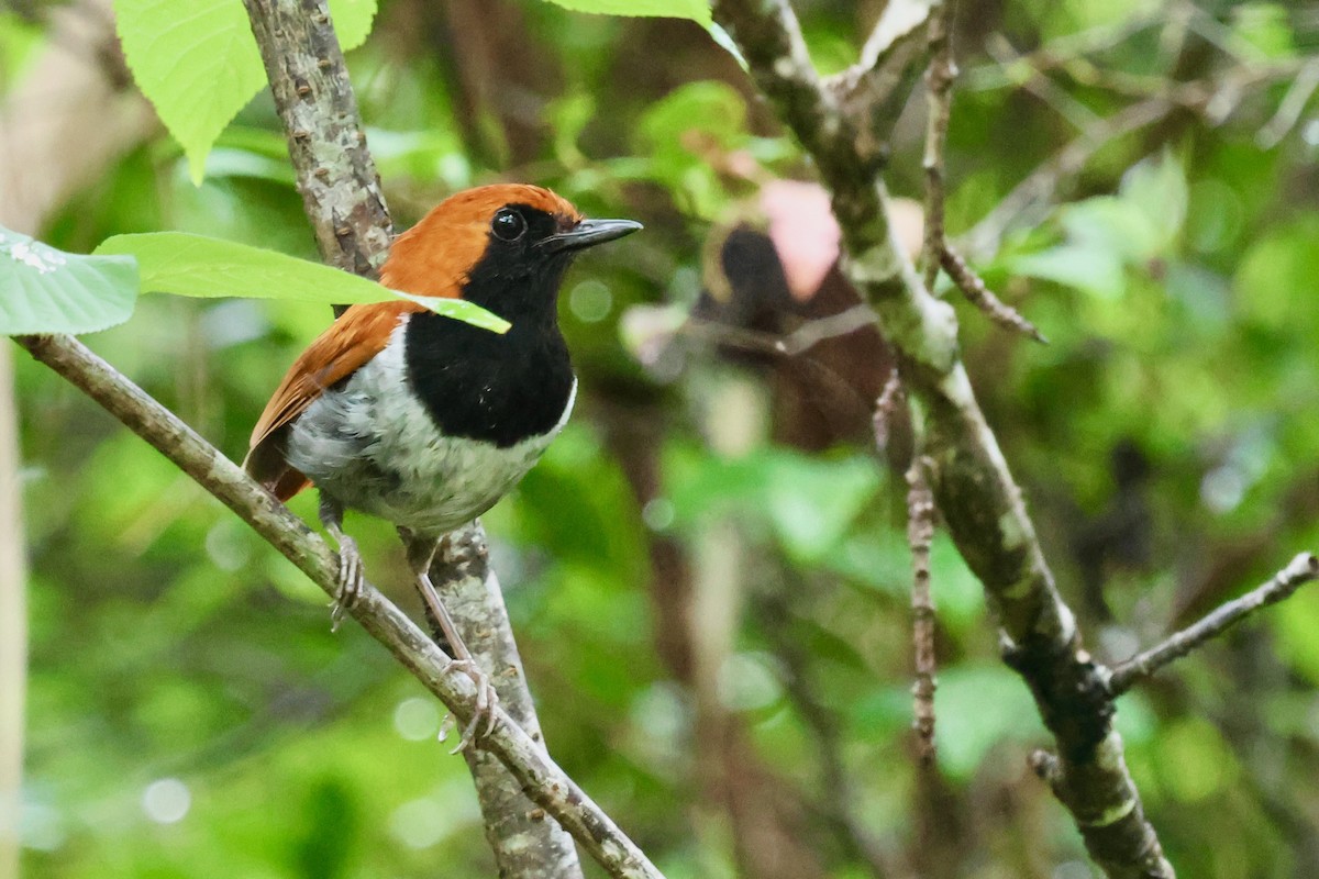 Okinawa Robin - ML637122107