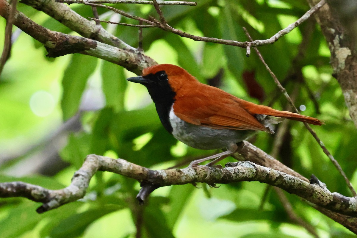 Okinawa Robin - ML637122108