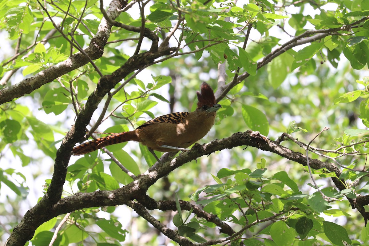 Giant Antshrike - ML637122113
