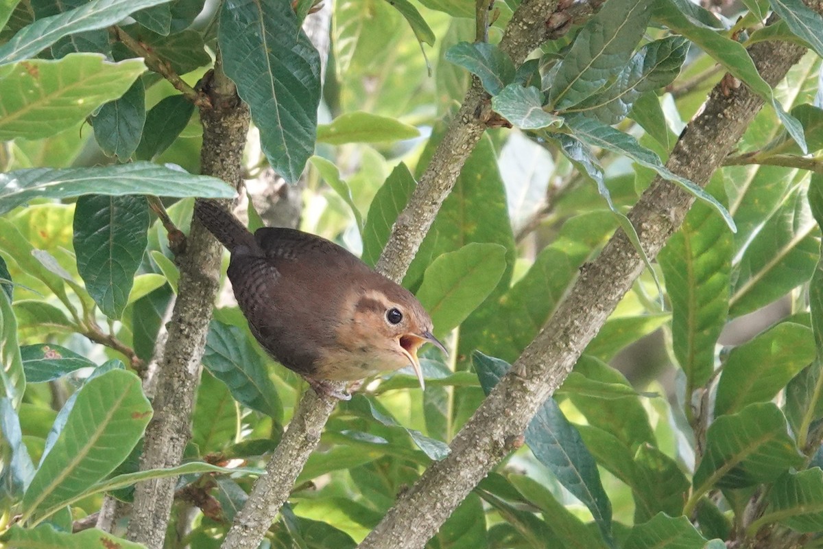 Ochraceous Wren - ML637122155