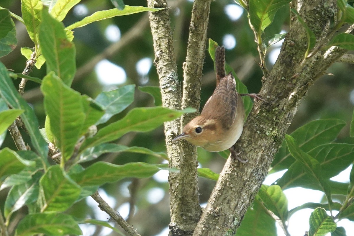 Ochraceous Wren - ML637122158