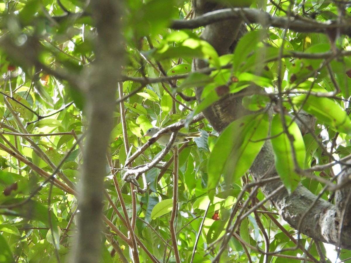 Lesser Greenlet - ML637122195