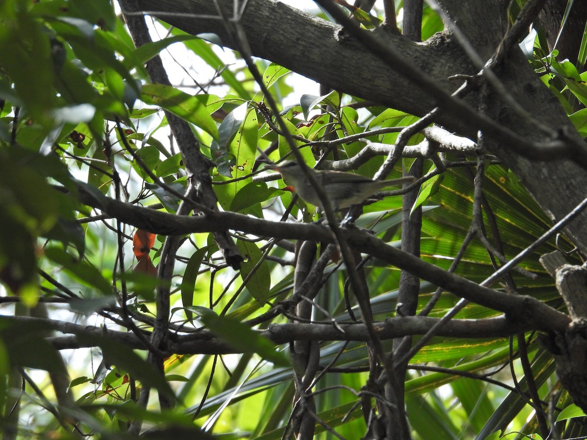 Yucatan Vireo - ML637122227