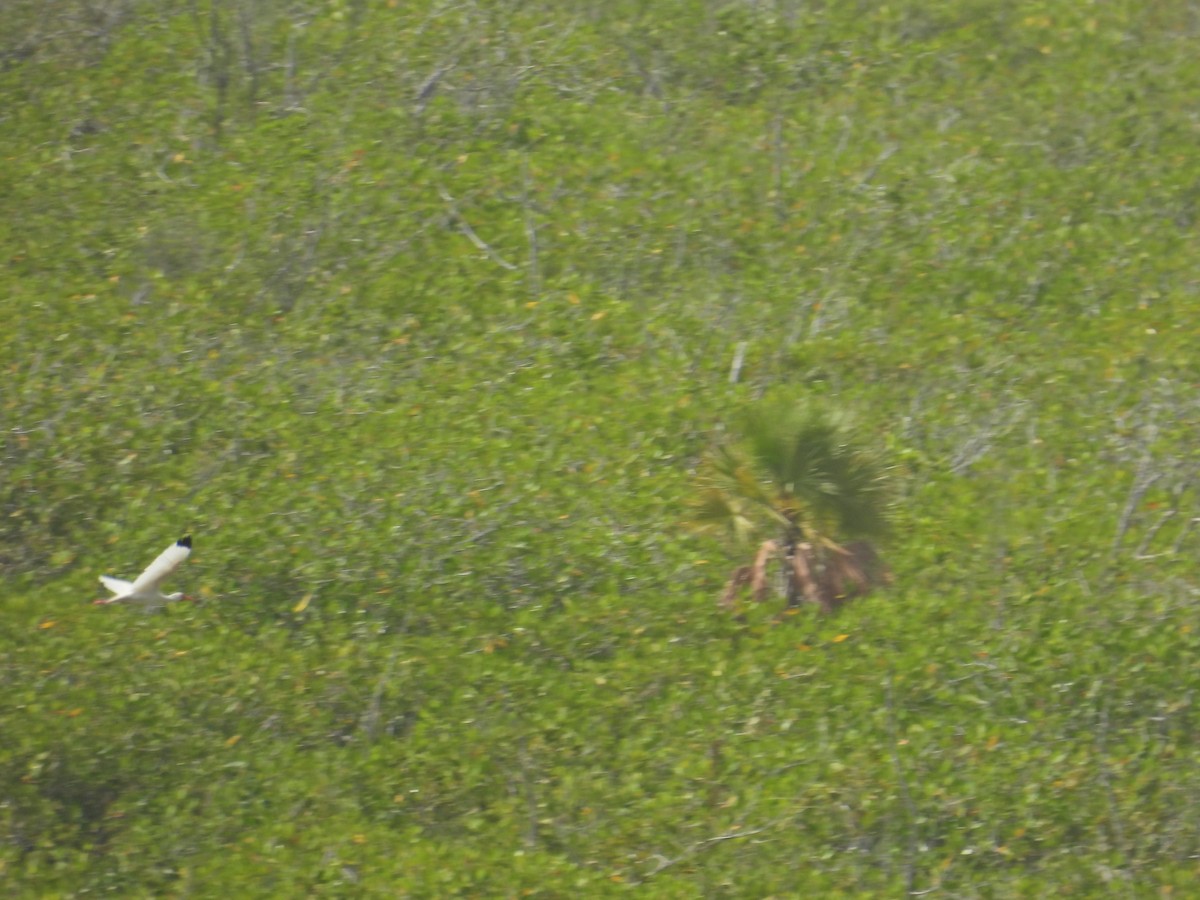 White Ibis - ML637122250