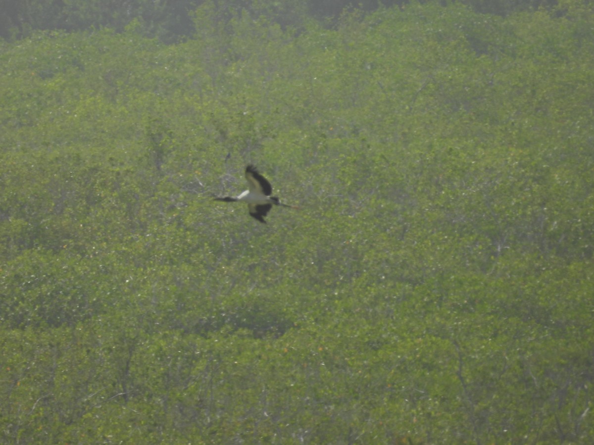 Wood Stork - ML637122259