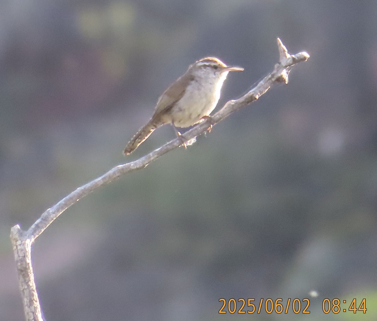 Bewick's Wren - ML637122425