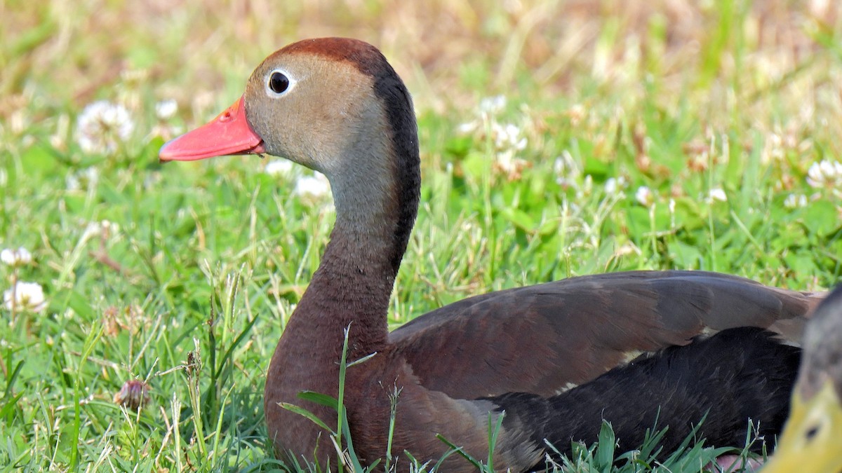 Black-bellied Whistling-Duck - ML637122739