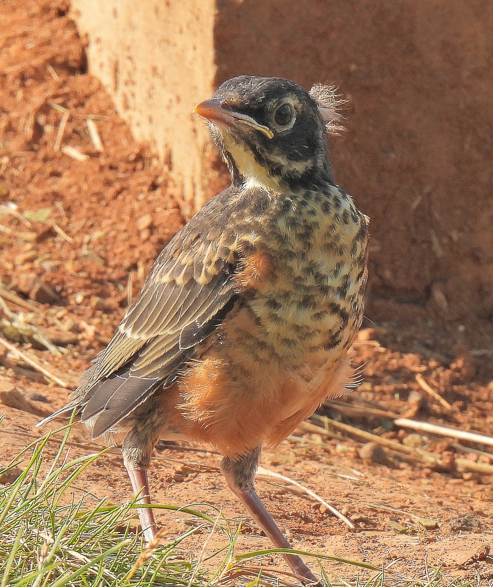 American Robin - ML637122746