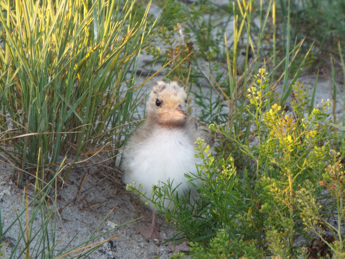 Sumru (hirundo/tibetana) - ML637122988