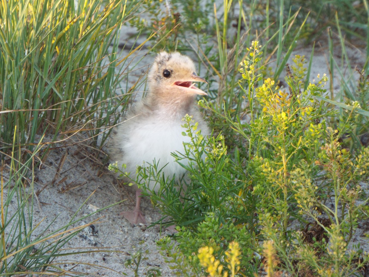 Sumru (hirundo/tibetana) - ML637122989