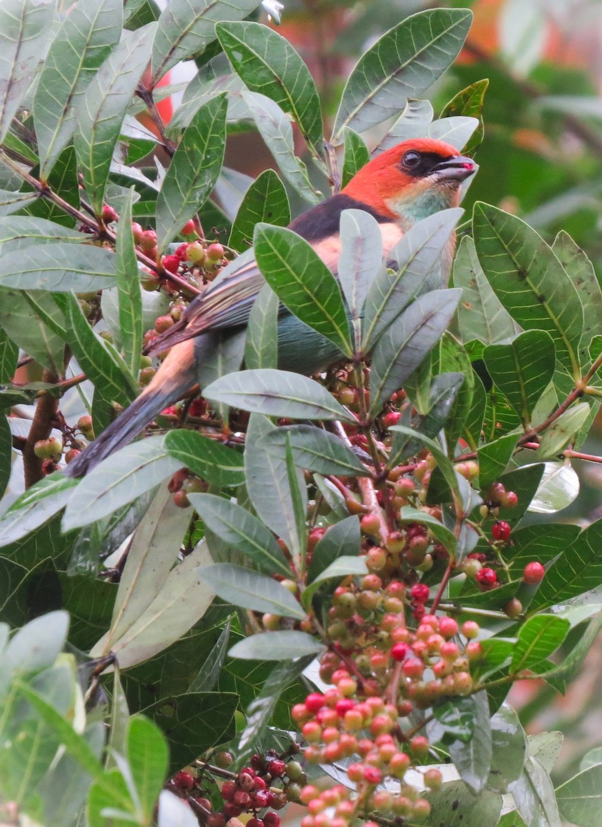 Black-backed Tanager - ML637123104