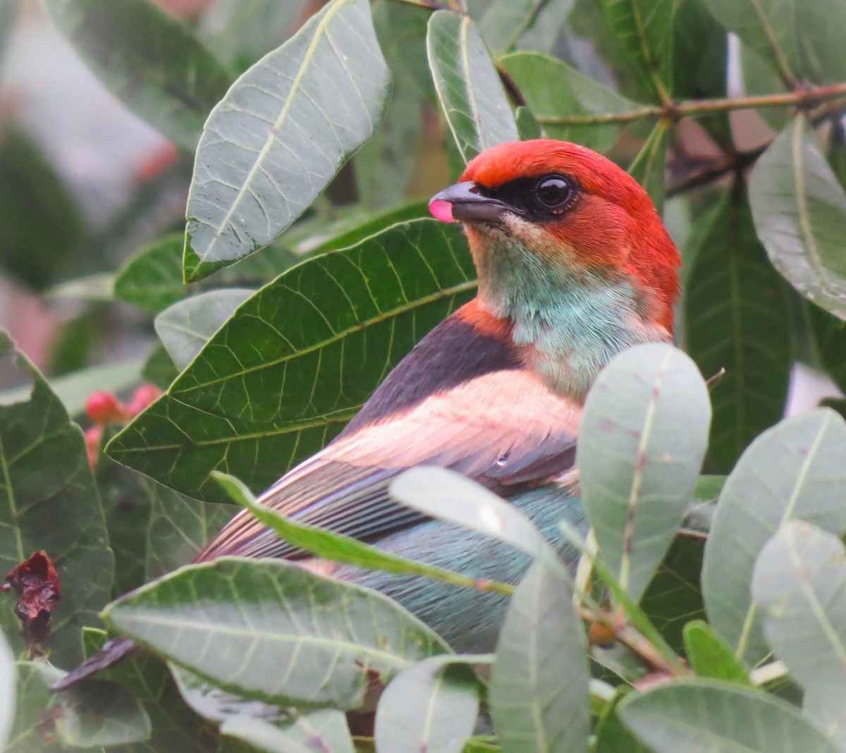 Black-backed Tanager - ML637123105