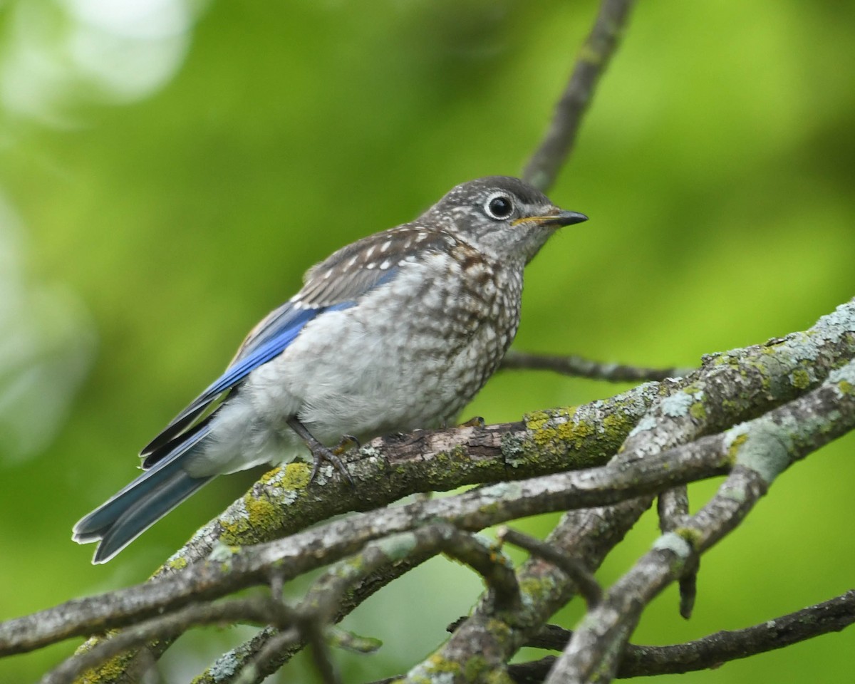 Eastern Bluebird - ML637123123
