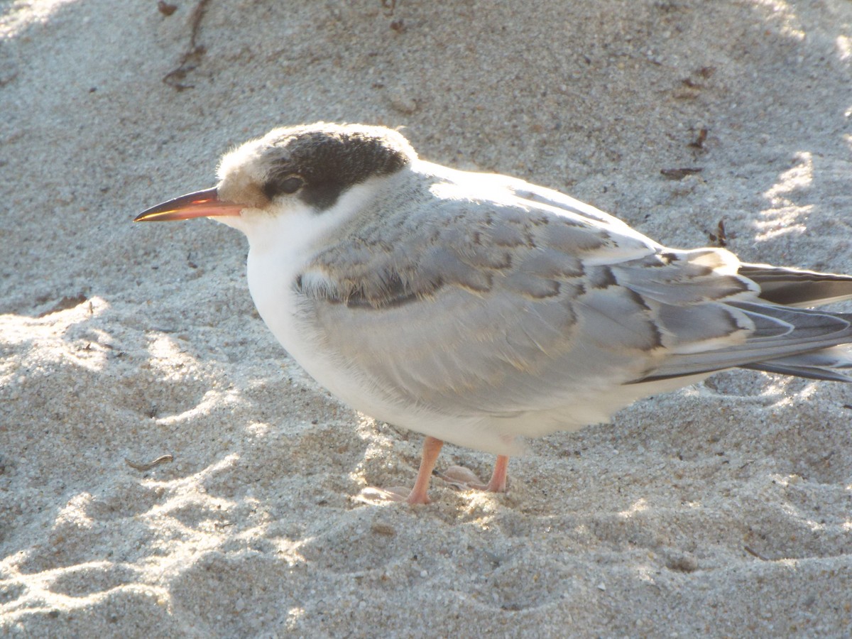 Sumru (hirundo/tibetana) - ML637123134