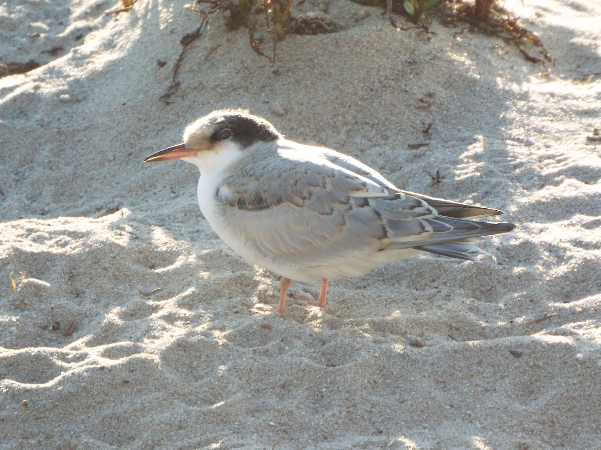 Sumru (hirundo/tibetana) - ML637123135