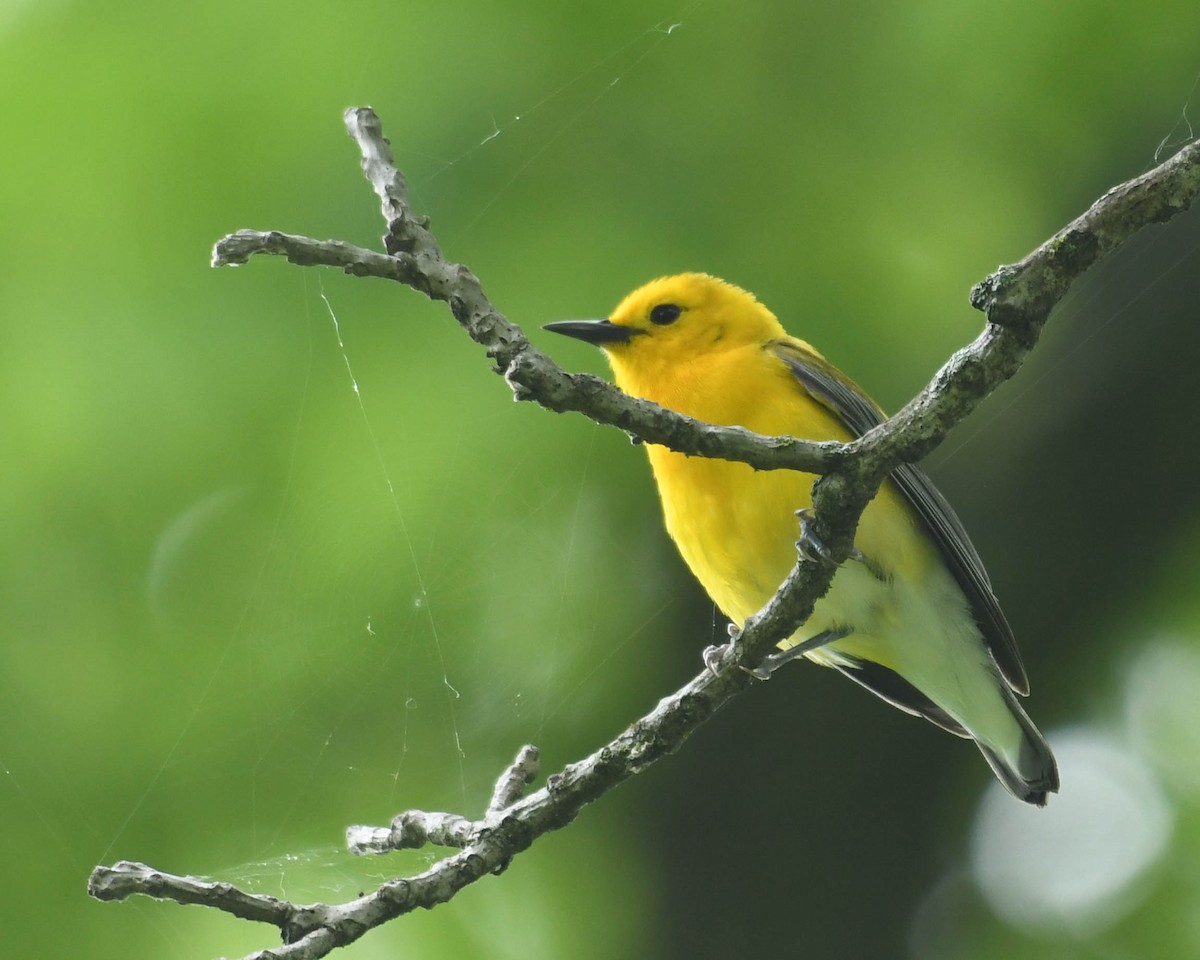 Prothonotary Warbler - ML637123159