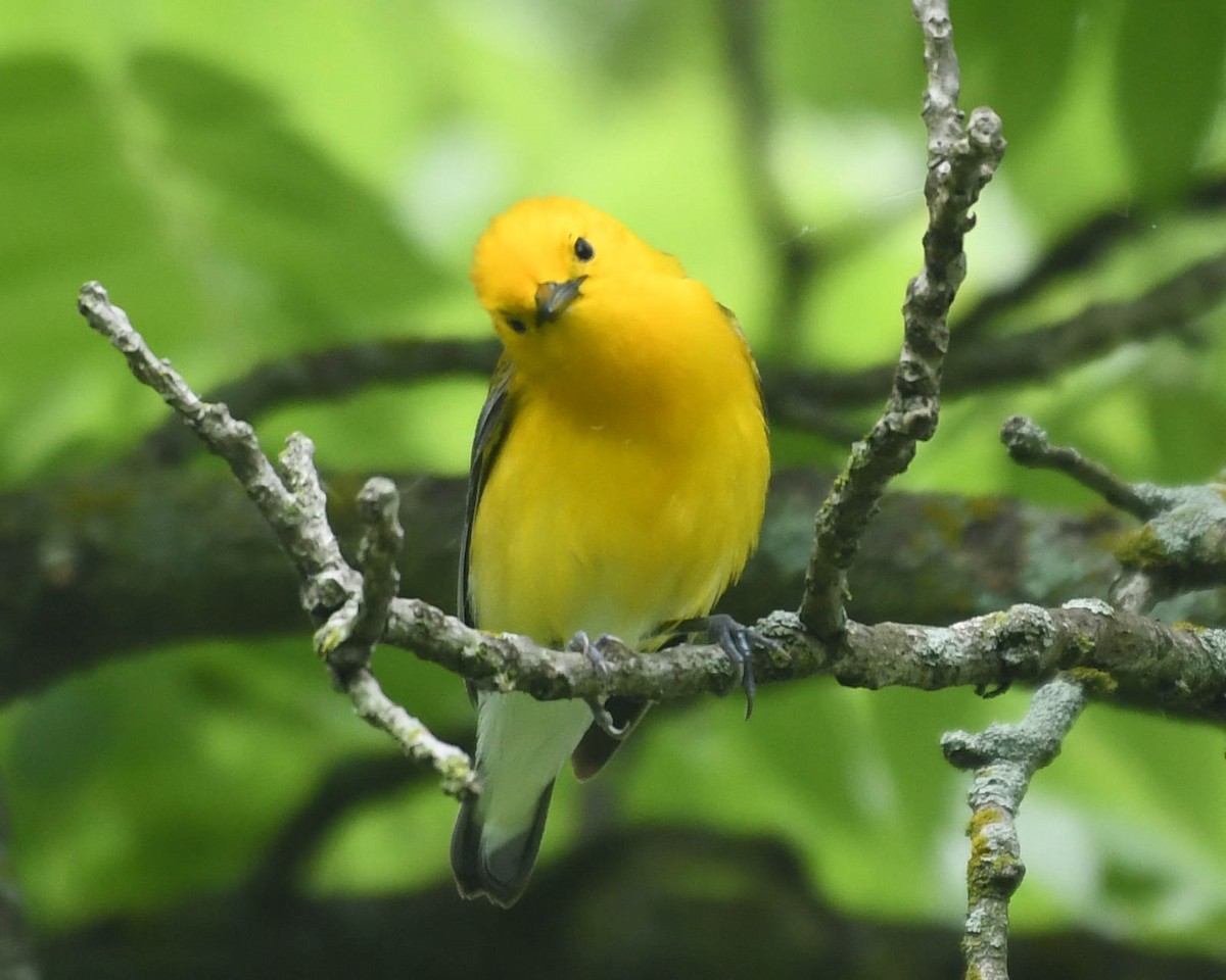 Prothonotary Warbler - ML637123160